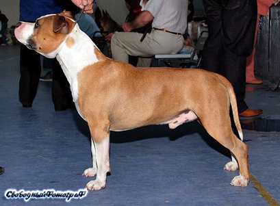 Bakaroro end itubory jokey | American Staffordshire Terrier 