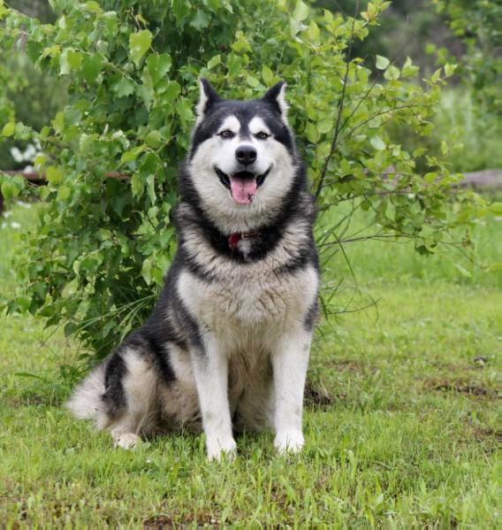 LENOKS AN OUNCE OF BLACK GOLD | Alaskan Malamute 