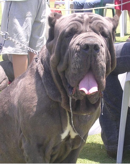 Atena | Neapolitan Mastiff 