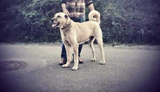 CAVUS | Kangal 