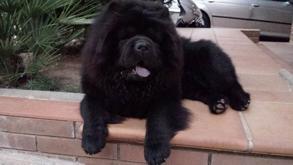 Tyrion de los Perros de Bigo | Chow Chow 