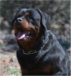 Lord Draco Vom Spirit Hills | Rottweiler 