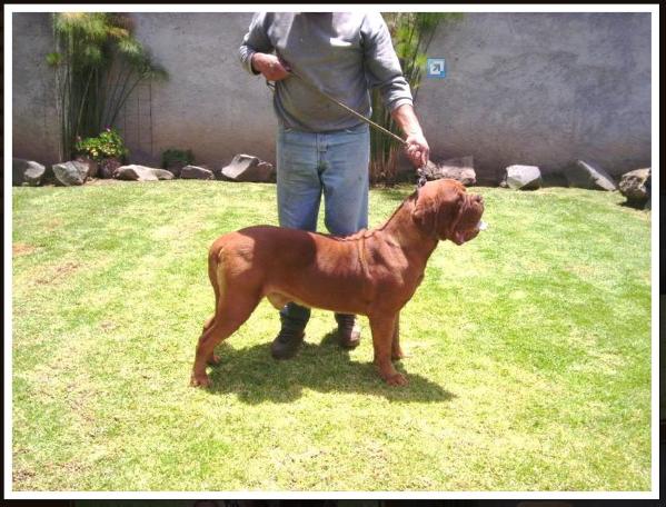 Tanakajd szepe vida | Dogue de Bordeaux 