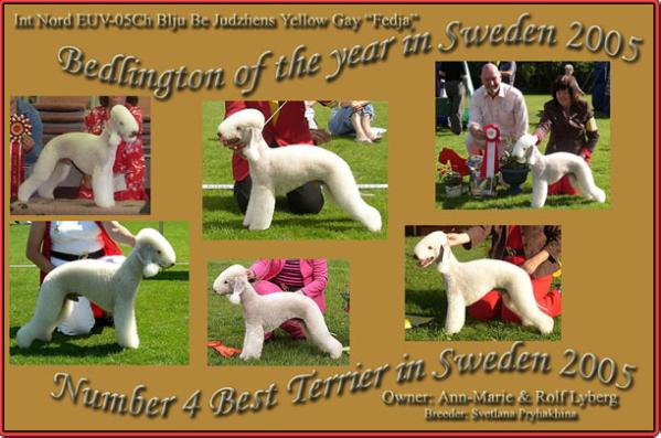 BLJ U BE JUDZHENS YELLOW GAY | Bedlington Terrier 