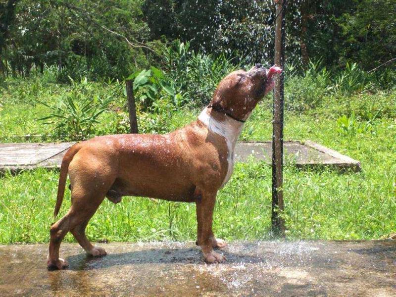 Diesel Strong Fortress American Top Team | American Staffordshire Terrier 
