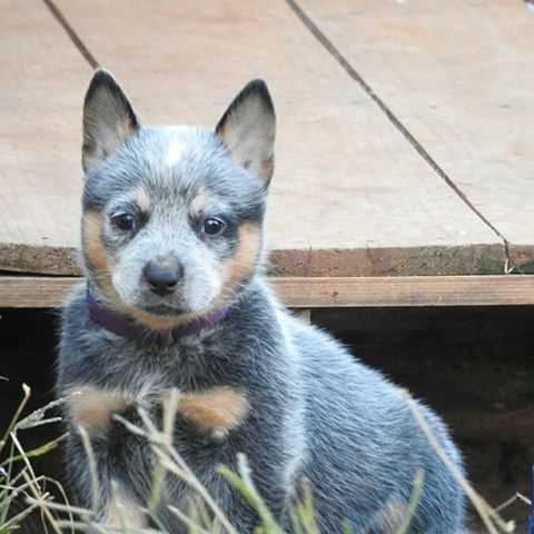 GIGI MAYA HEELER SELIVON | Australian Cattle Dog 