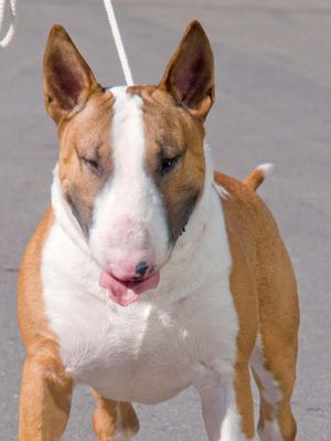 Coco Enzo Del Mas De Rufa | Bull Terrier 