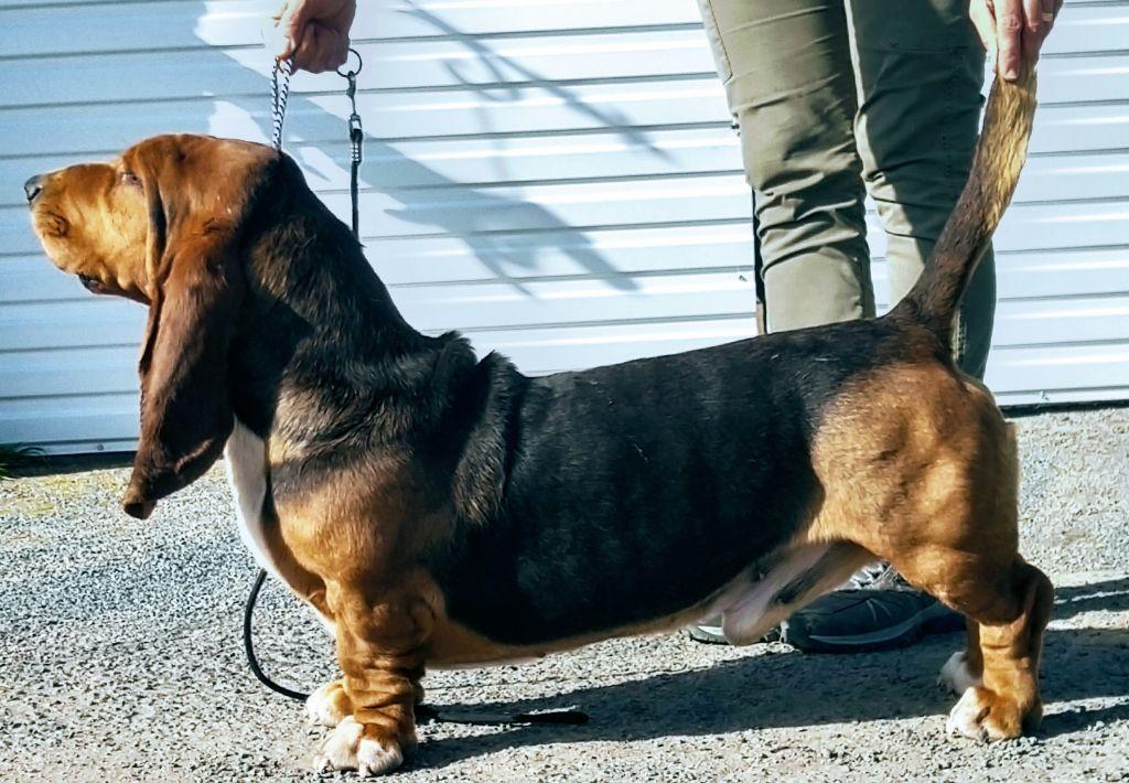 Michoko des côtes de la saunade | Basset Hound 