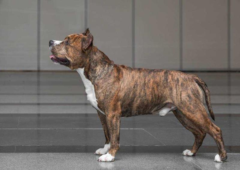 SPIRIT FORZE AMUR TIGER | American Staffordshire Terrier 