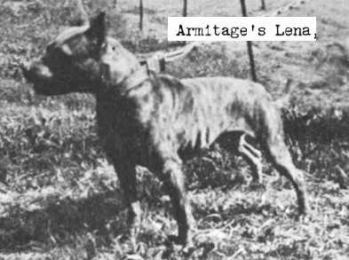 Armitage's Lena | American Pit Bull Terrier 