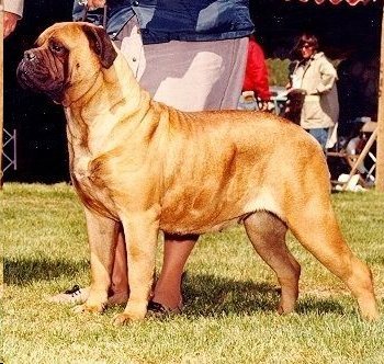 TAILWYNDE'S JULIANN TRULY CAN | Bullmastiff 