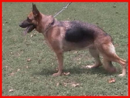 Jadsville Bisela | German Shepherd Dog 