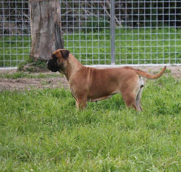 I Bulli di pianura pictures of lily | Bullmastiff 