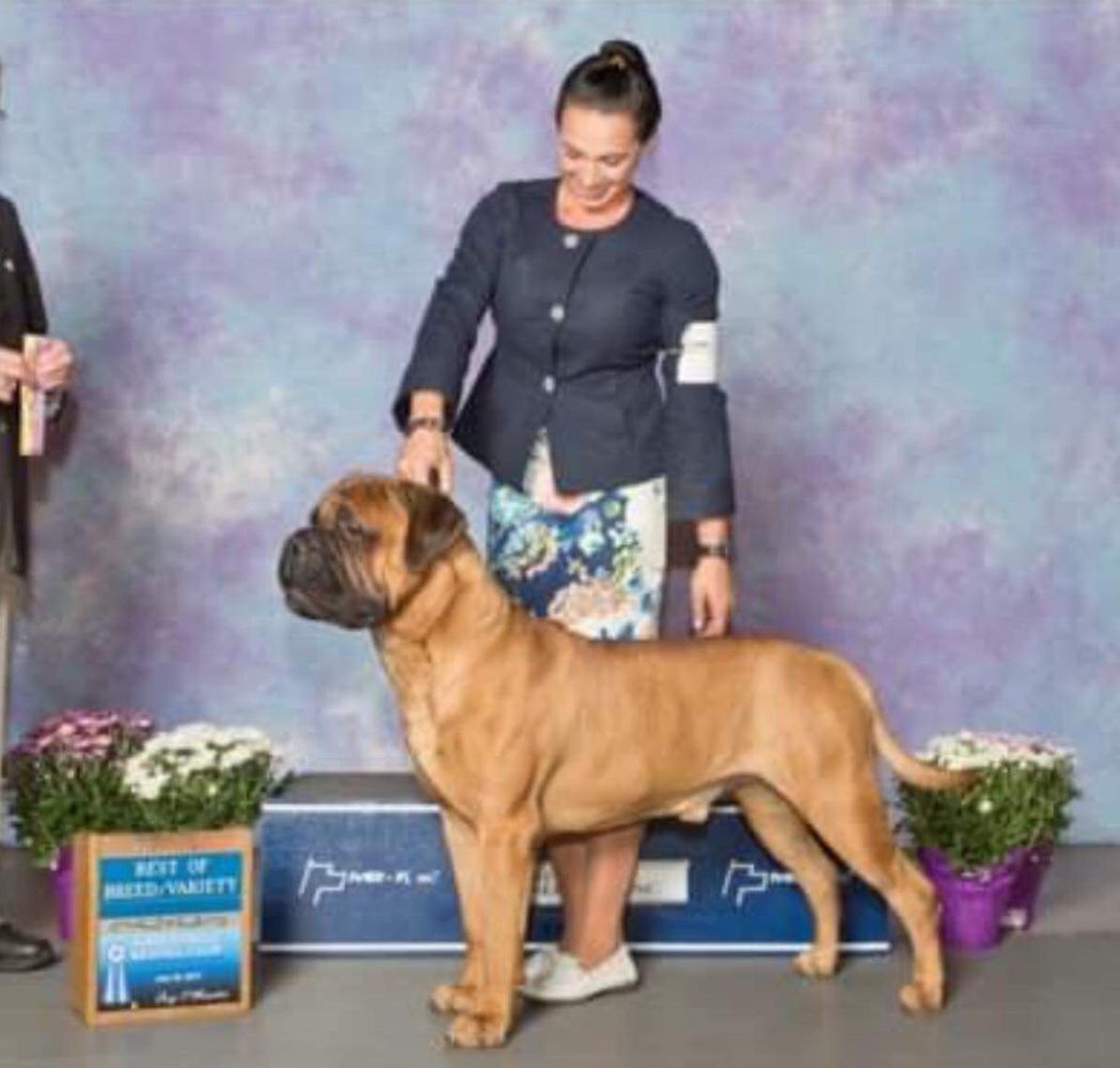 Silverback Kingsguard | Bullmastiff 