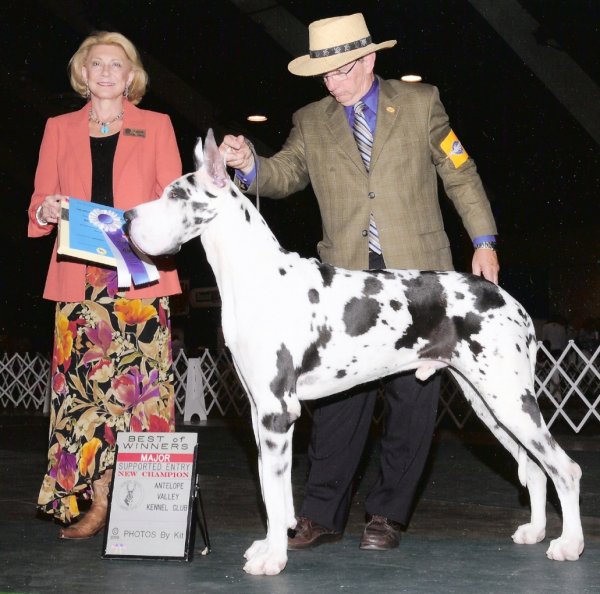 Babbo Do Alto Gavea | Great Dane 