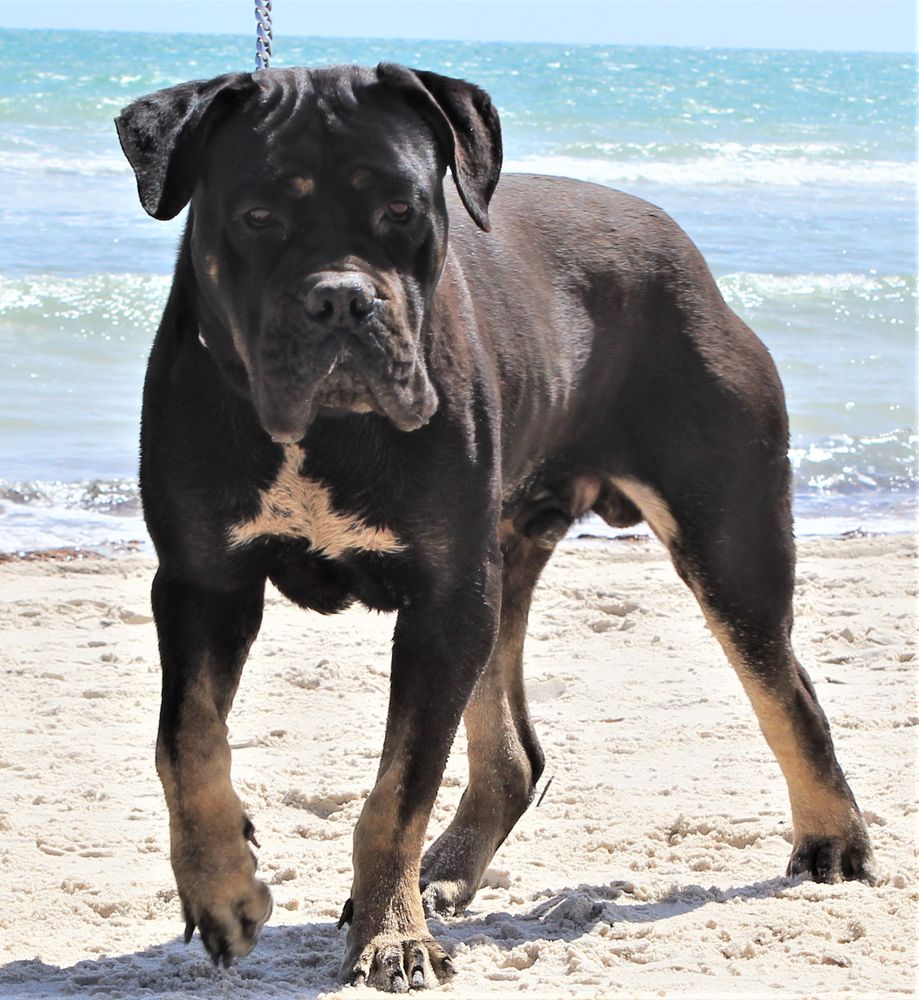 DDDawgs Mostro Grande | Cane Corso 