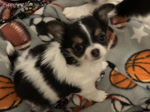 PANKY "KNIGHT" VERA | Chihuahua 