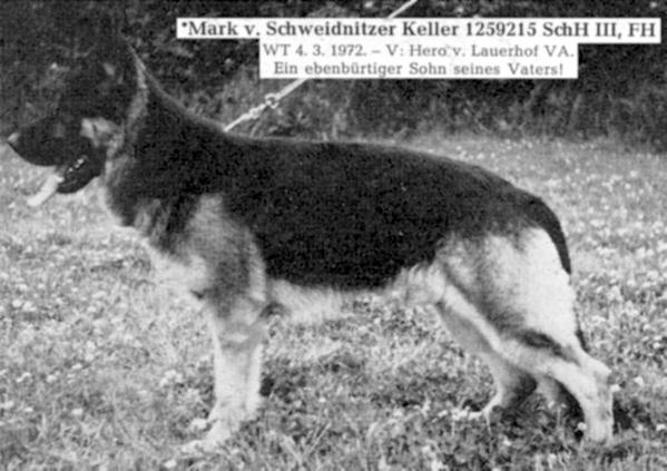 Mark vom Schweidnitzer Keller | German Shepherd Dog 