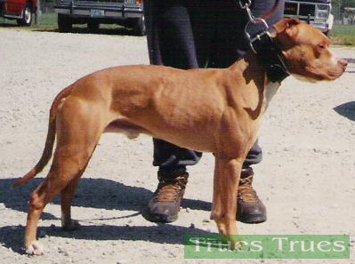 Woody's Mo Man | American Pit Bull Terrier 