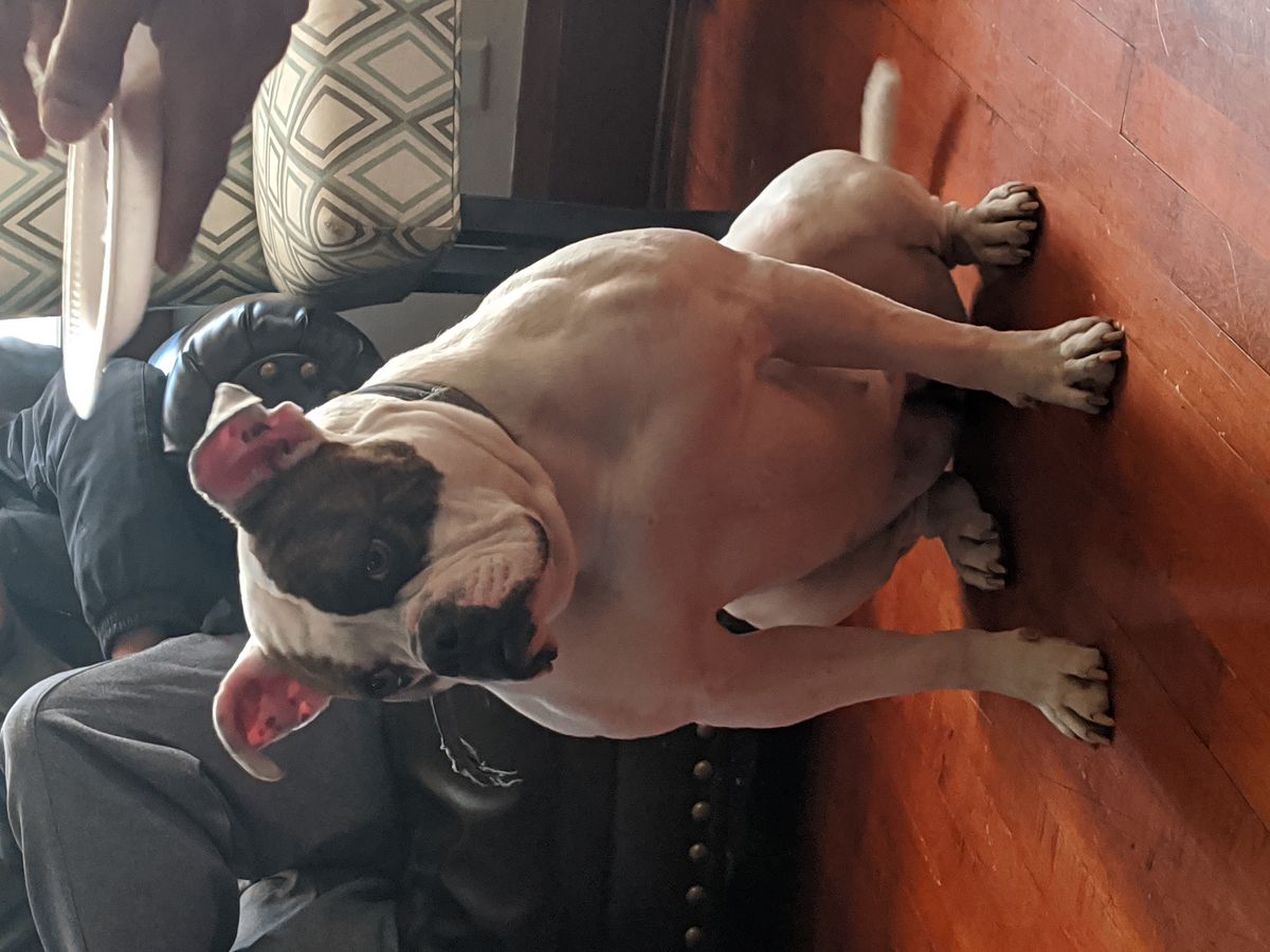 30th State's Shot of Rumchata | American Bulldog 