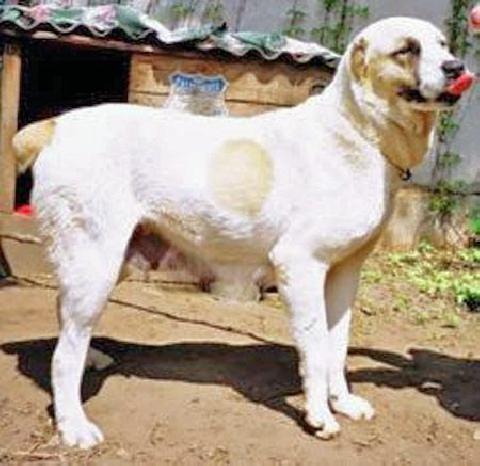 Slaviya saksoniya | Central Asian Shepherd Dog 