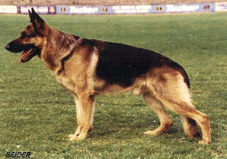 Warro vom Asterplatz | German Shepherd Dog 