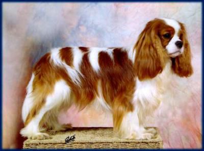 Timsar Fortune Seeker | Cavalier King Charles Spaniel 