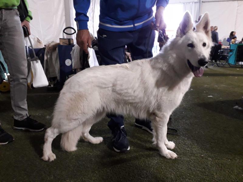 Polly di Chiara Sorgente | White Swiss Shepherd Dog 