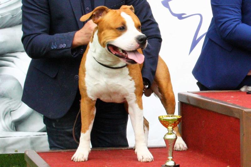 Staff Diamonds Team Kills me | American Staffordshire Terrier 