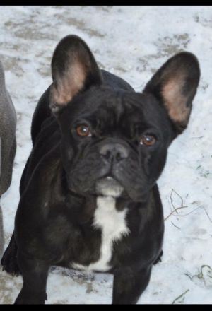 Medina Royal Bulldog's Shark Kira | French Bulldog 