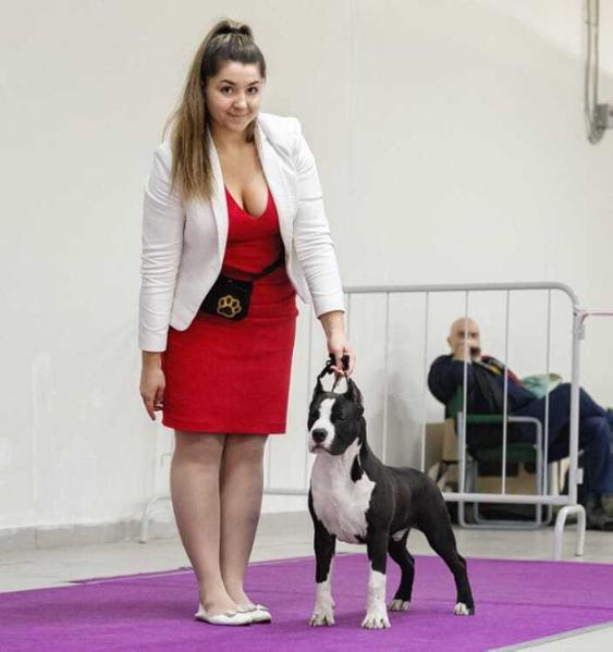 Nord Keeper Rich and Famous | American Staffordshire Terrier 