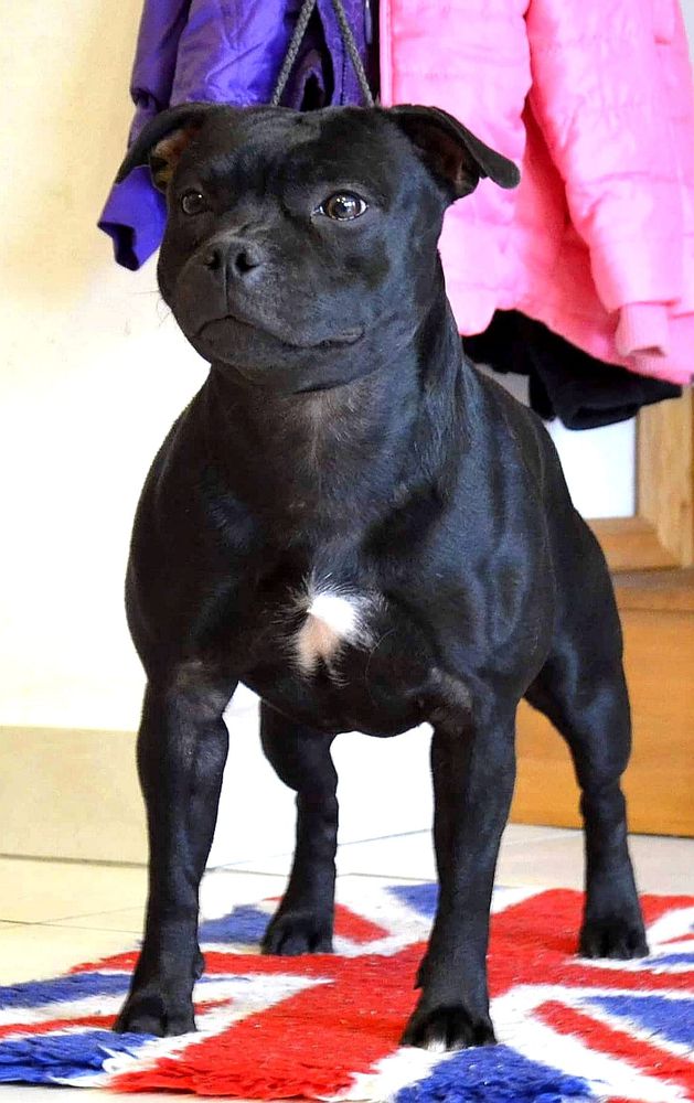 DUCIPAL BE CAREFUL | Staffordshire Bull Terrier 