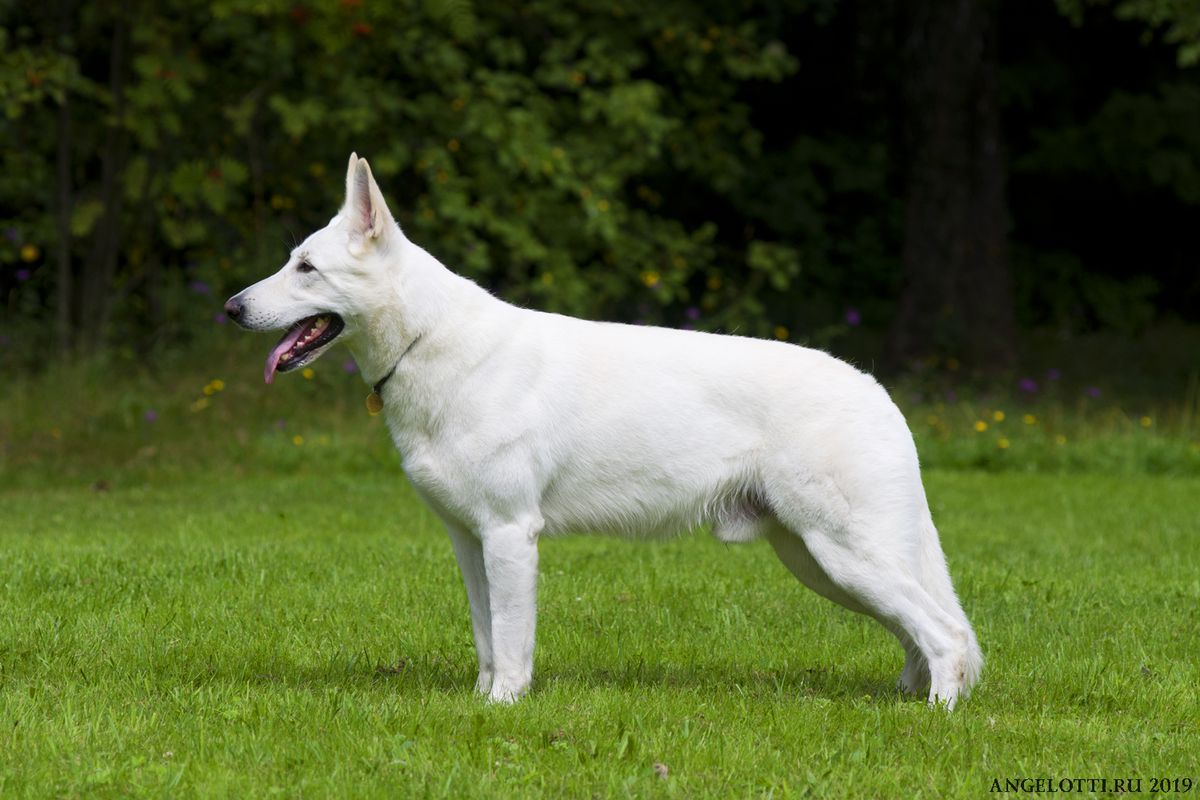 ?hevalier T?ien | White Swiss Shepherd Dog 