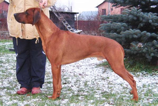 Aresvuma Simba Sultani | Rhodesian Ridgeback 