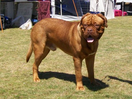 Senturian Merlin | Dogue de Bordeaux 