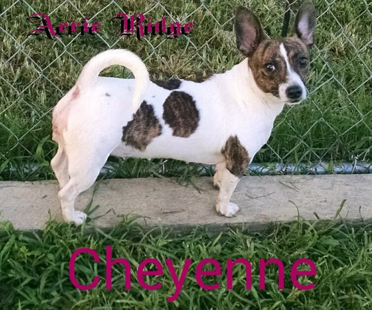 Triple C's Cheyenne At ARK | Teddy Roosevelt Terrier 