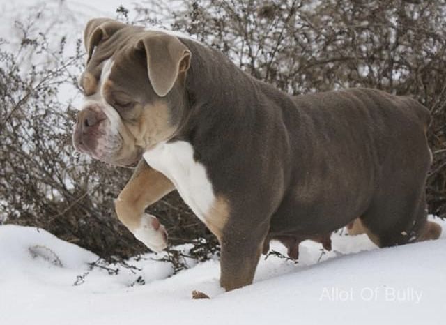 Rock Solid’s Queen Isabella | Olde English Bulldogge 