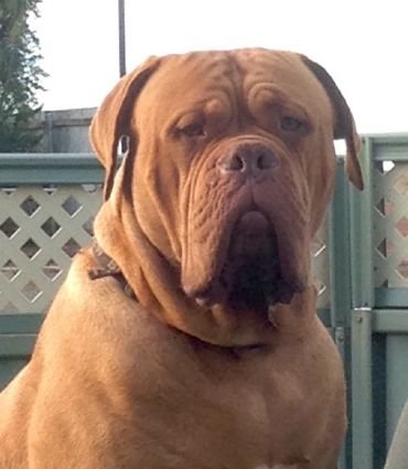 Chienparadis Bruneaux | Dogue de Bordeaux 