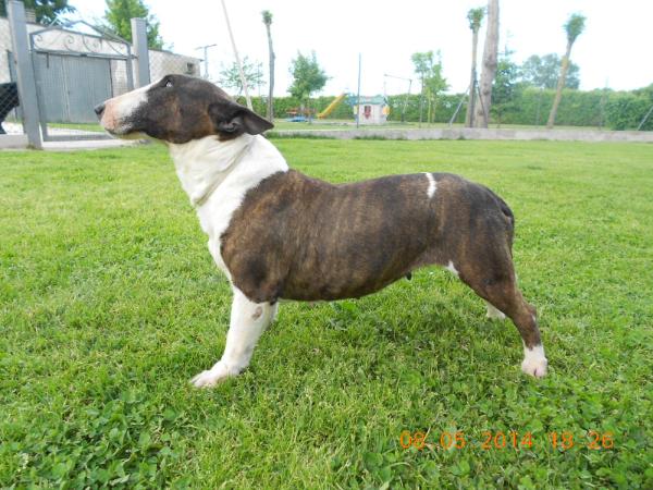 Gradisca | Miniature Bull Terrier 