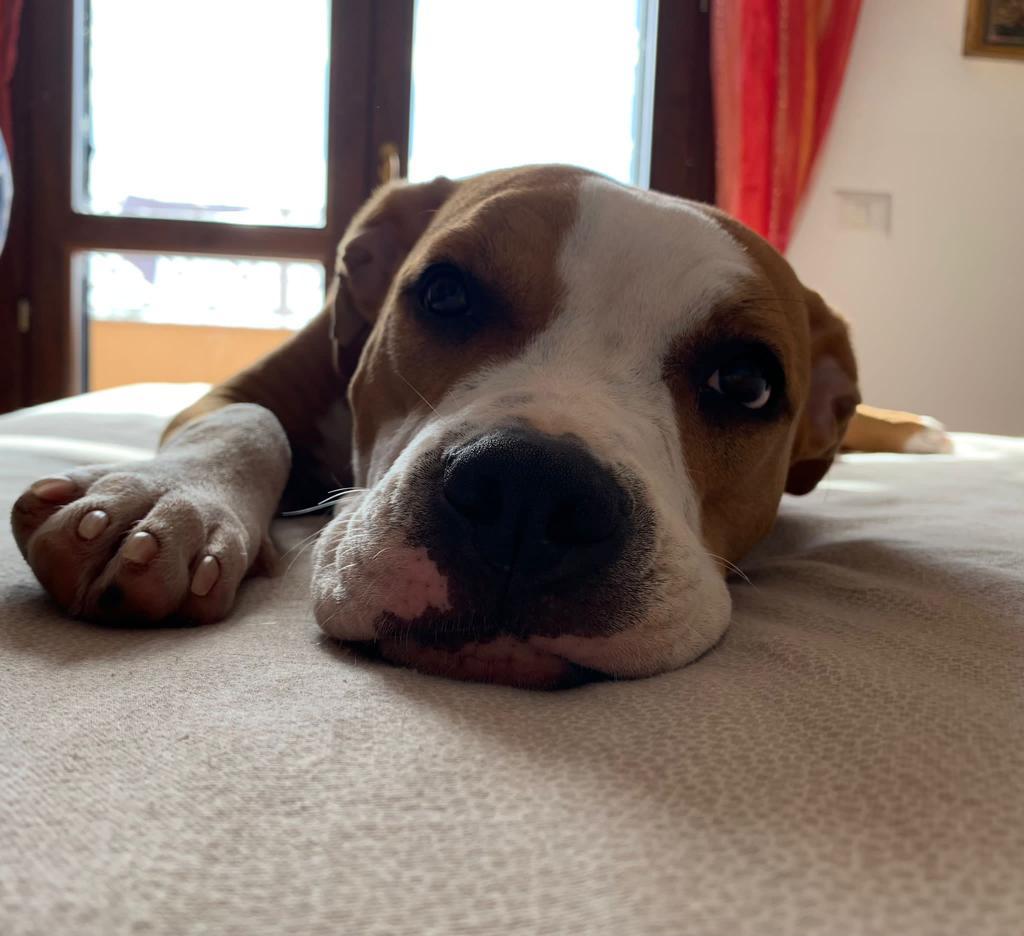 MWA&amp;Guerri Makita | American Staffordshire Terrier 