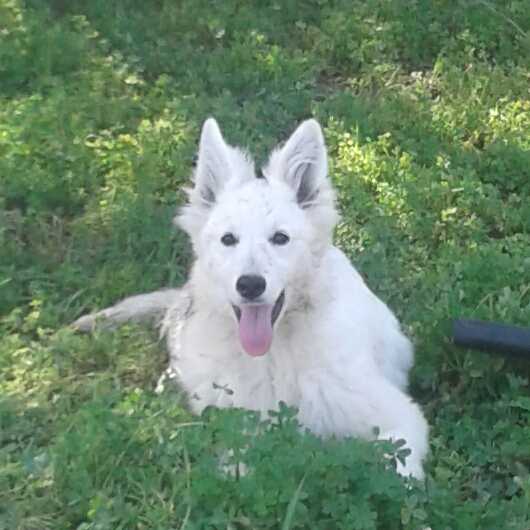 Dulcinea de la Minoica | White Swiss Shepherd Dog 