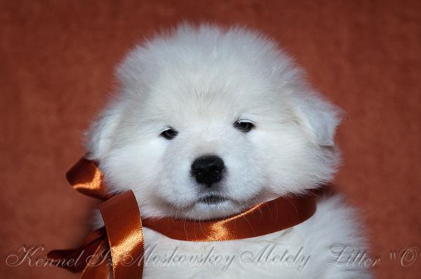 Orlando Bloom iz Moskovskoy Metely | Samoyed 