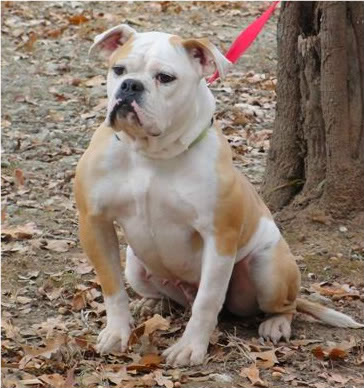 DragonSlayer's Terra | Olde English Bulldogge 