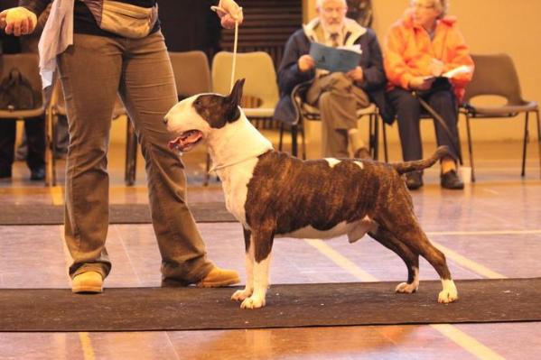 Naejekim Lucifer Rising at Bluepoint | Bull Terrier 