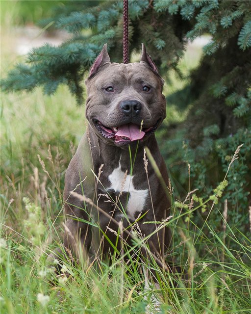 Avatar Great Boy | American Staffordshire Terrier 