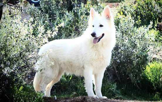 Regius Star Child | White Swiss Shepherd Dog 