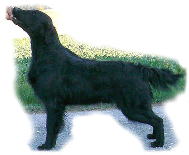 Beauty Nights Magic Dream | Flat-Coated Retriever 