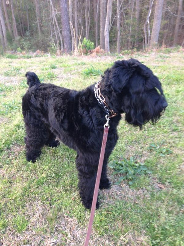 Charlie v McKinney | Giant Schnauzer 