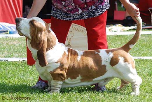 Magdaforssens Baloo | Basset Hound 