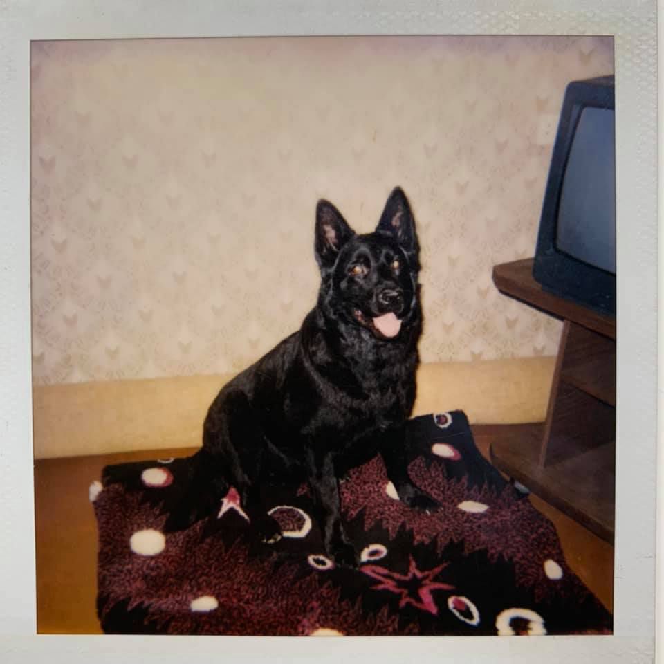 Taman' s berega Dona | German Shepherd Dog 